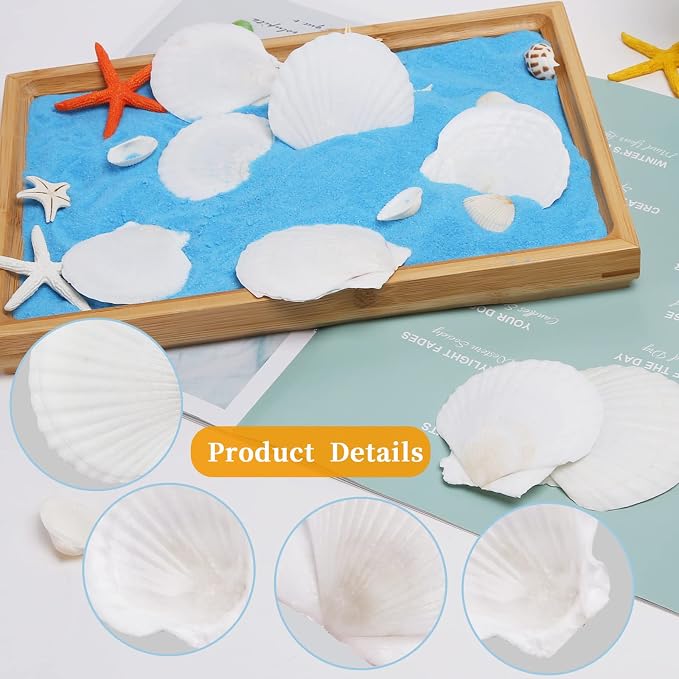 30PCS Natural Scallop Shells White Sea Shells - Image 3