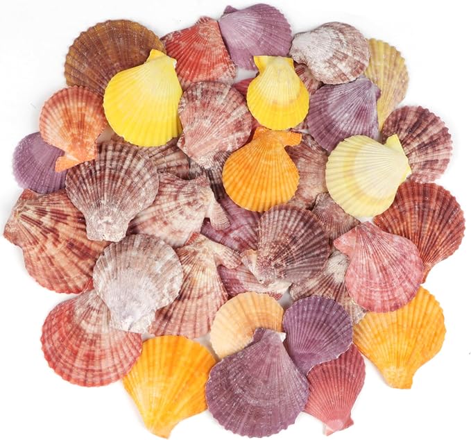 30 PCS+ Scallop Shells Natural Seashell, 1.5"-2.5" Colorful Scallop Shells by Unknown