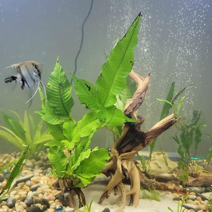 10 Pcs Natural Small Spiderwood - Image 5