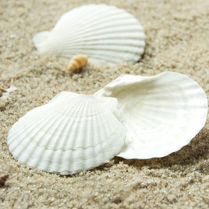 16PCS Sea Shells for Crafts Decoration 3"~4" White Scallop Shells for Crafts - Image 5