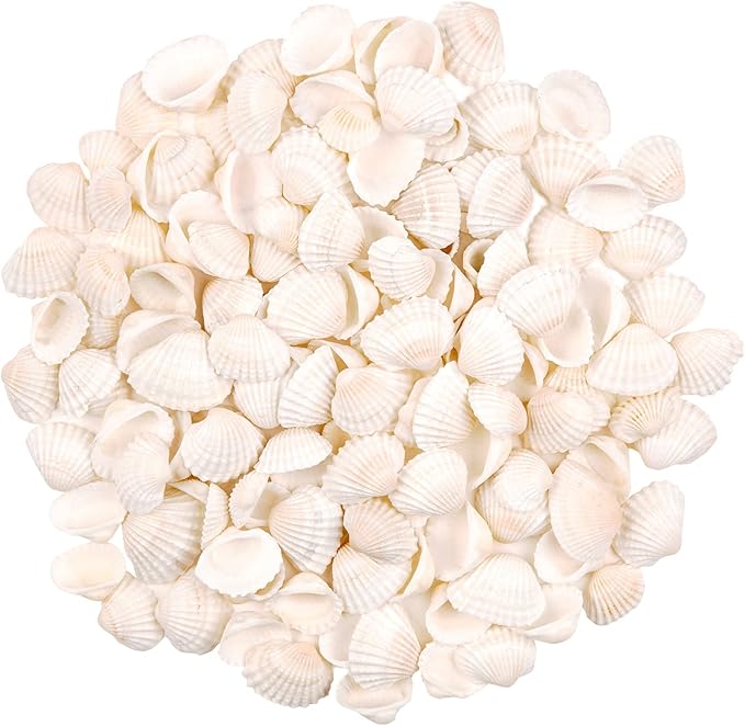 SINKOO Bulk Natural White Small Seashell Clam Super Shells Assortment by SINKOO