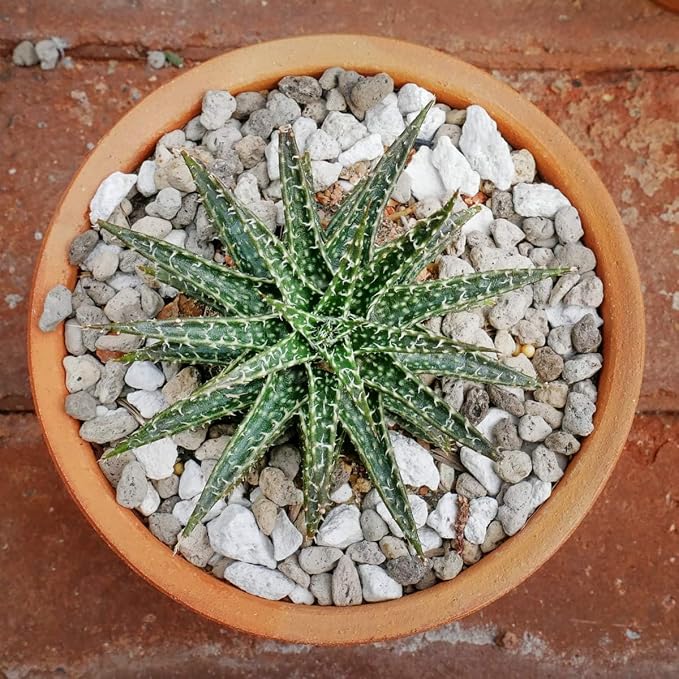 TOYPOPOR Horticultural Bonsai Pumice Succulent Cactus Plants Garden Turface - Image 7