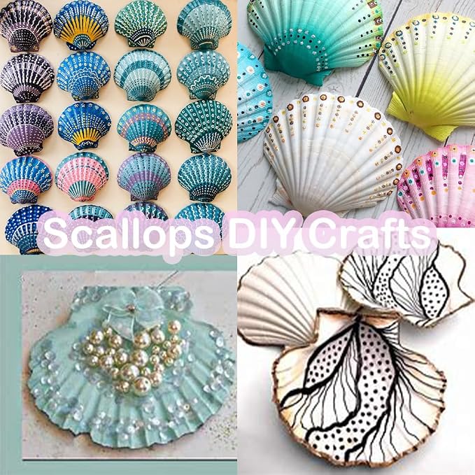 HappyFiller 12 PCS Natural Seashells 2-3 Inch, Beach Theme Party, Wedding - Image 6