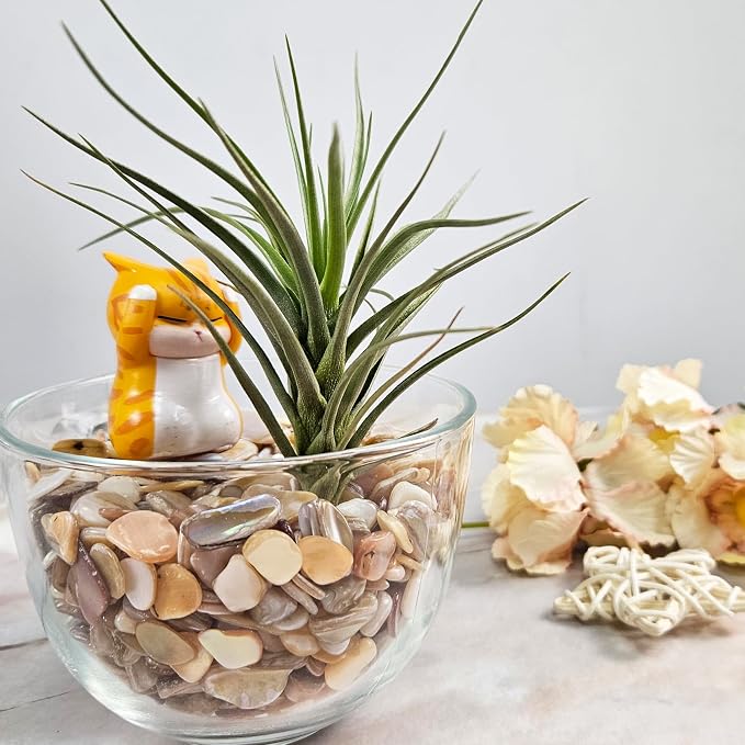 Natural Crushed Shells Chips Irregular Mother of Pearl Seashell Fragments Sea - Image 3