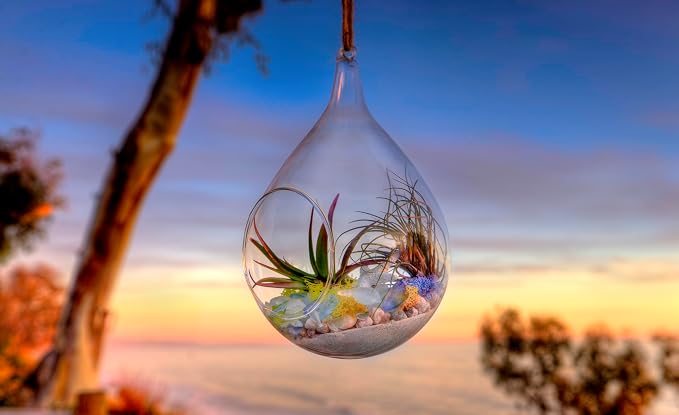 SuperMoss Beach Terrarium DIY Kit – Create Stunning Nature-Inspired Mini - Image 3