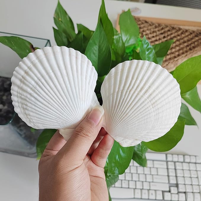 16PCS Sea Shells for Crafts Decoration 3"~4" White Scallop Shells for Crafts by QICQDRAM