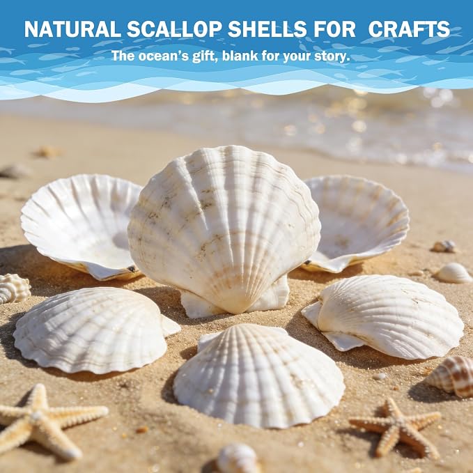 4"-5" 30 PCS Large Scallop Shells - Image 7