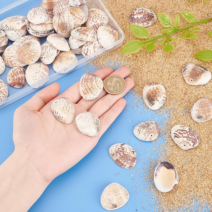 PH PandaHall 40~50pcs Tiny Scallop Sea Shells 24~29mm Ocean Beach Clam Craft - Image 3