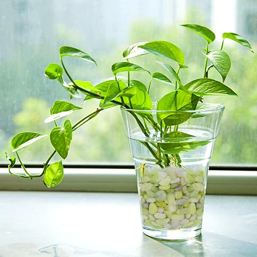 Pulovin 2.5 lbs Jade Pebbles for Indoor Plants, Decorative Pebbles for Bamboo - Image 6