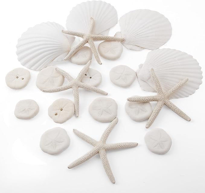 JQAQJU 20PCS Sea Shells for Crafting 3-4", Mini Sand Dollars Starfish Decor for by JQAQJU