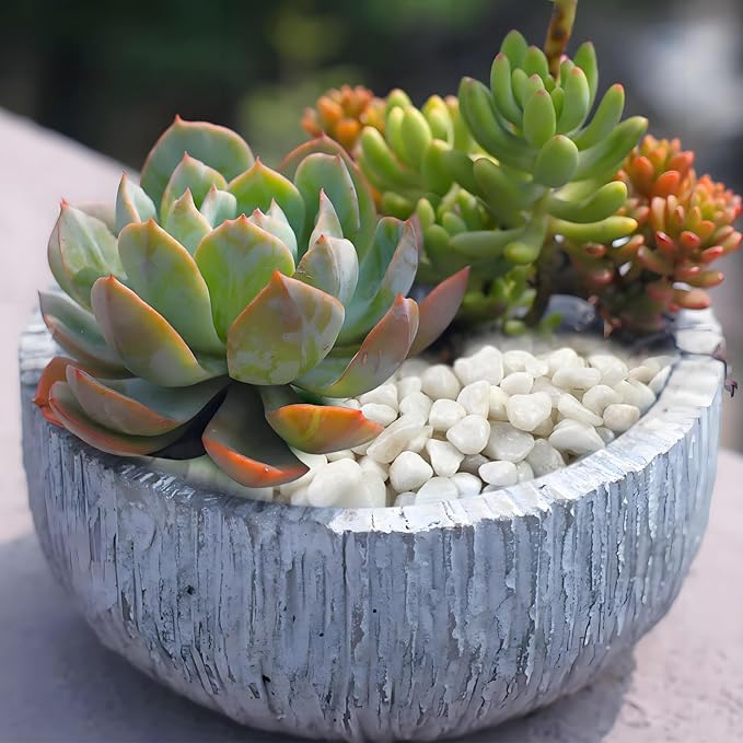 FANTIAN 10 lbs White Pebbles for Indoor Plants, 3/8 Inch Decorative White - Image 4