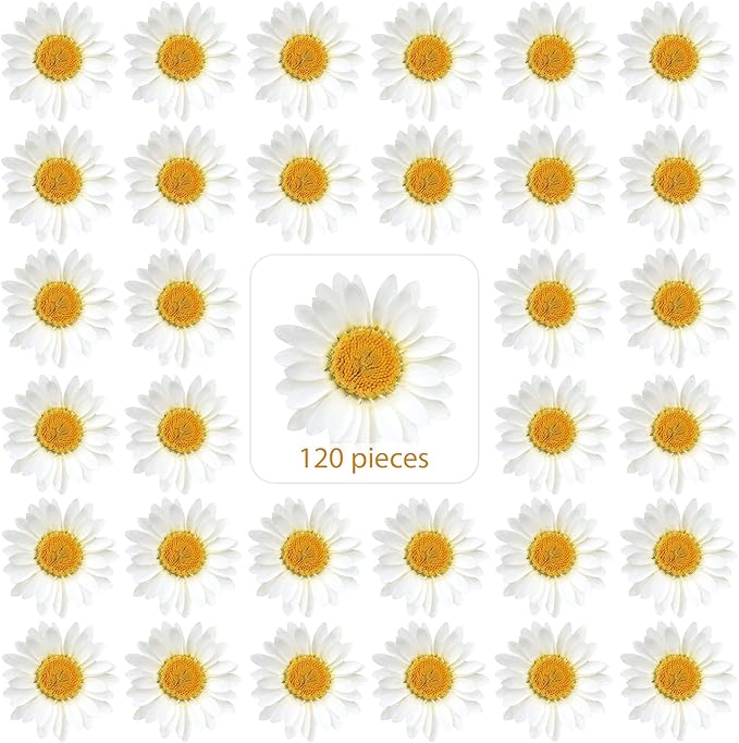 Nuanchu 120 Pcs Dried Pressed Flowers Daisies Pressed Dried Daisy Stickers by Nuanchu