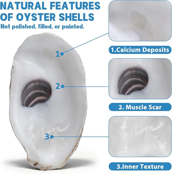 5"-6" 30PCS Extra Large Oyster Shells, Natural Flat Oyster Shells - Image 6