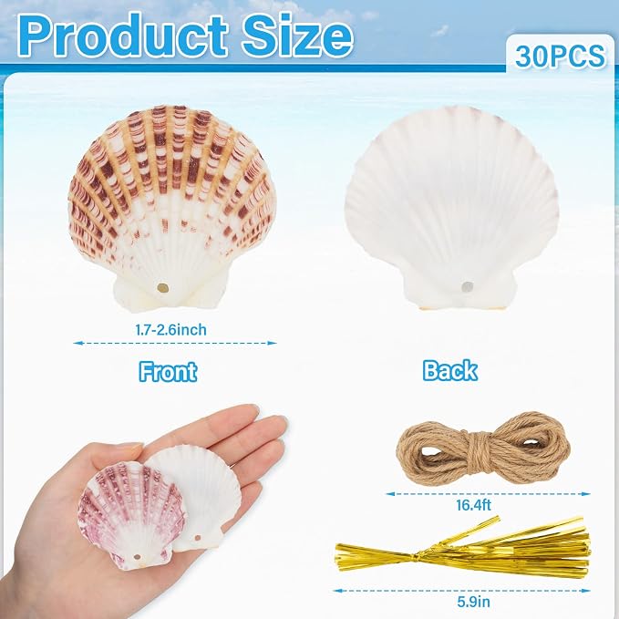 SINKOO 30PCS Scallop Shells, Natural Seashells 1.7"-2.6" - Image 2