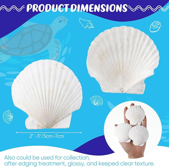 GlikCeil 50 Pcs Sea Shell for Crafting Natural Large Scallop White Oyster - Image 2