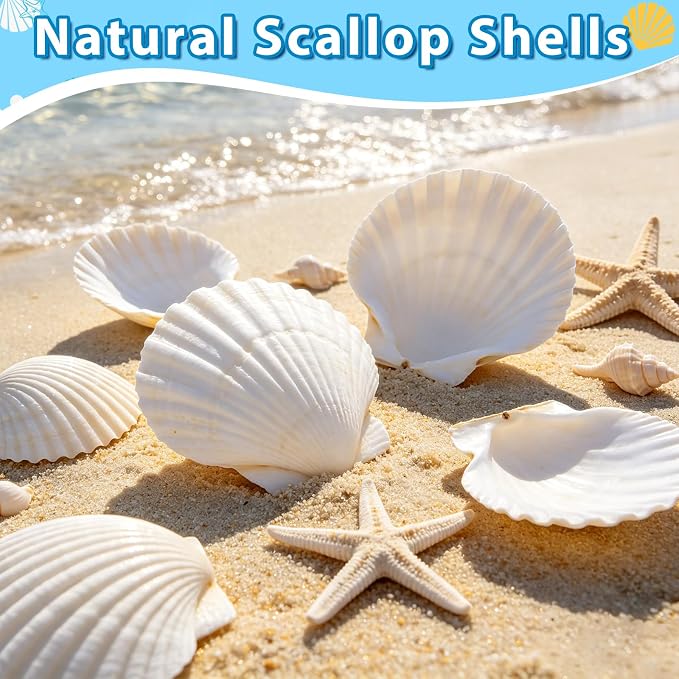 20Pcs 2-3 Inch Scallop Shells for Crafts, Natural White Scallop Shells for - Image 2