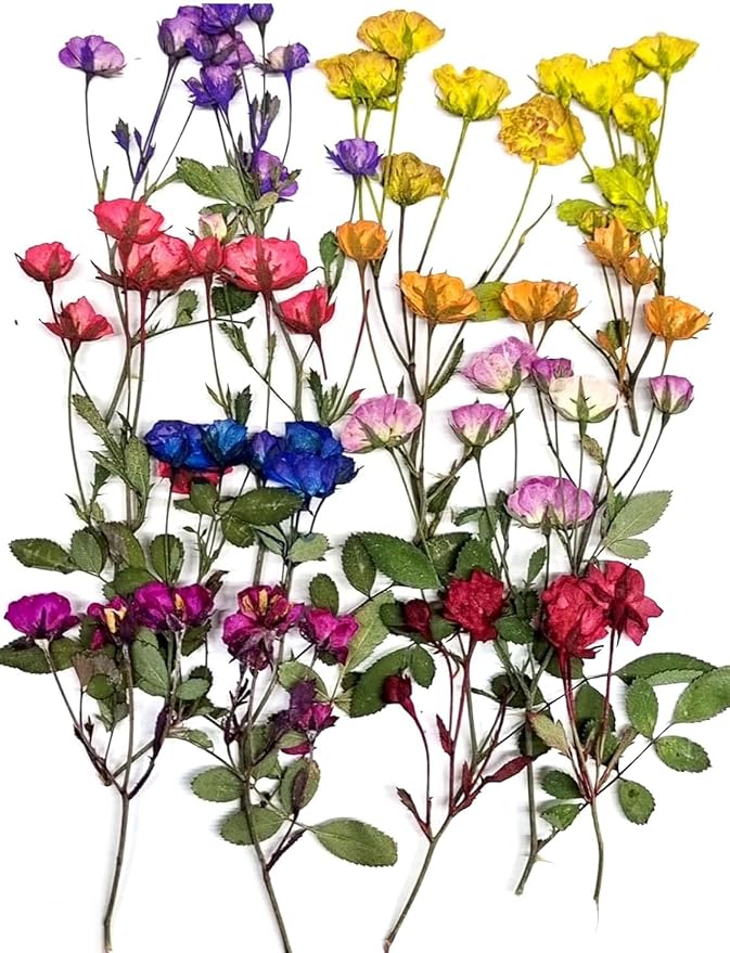 8 Types Real Dried Pressed Rose Flowers Plant Herbarium by AHTONG