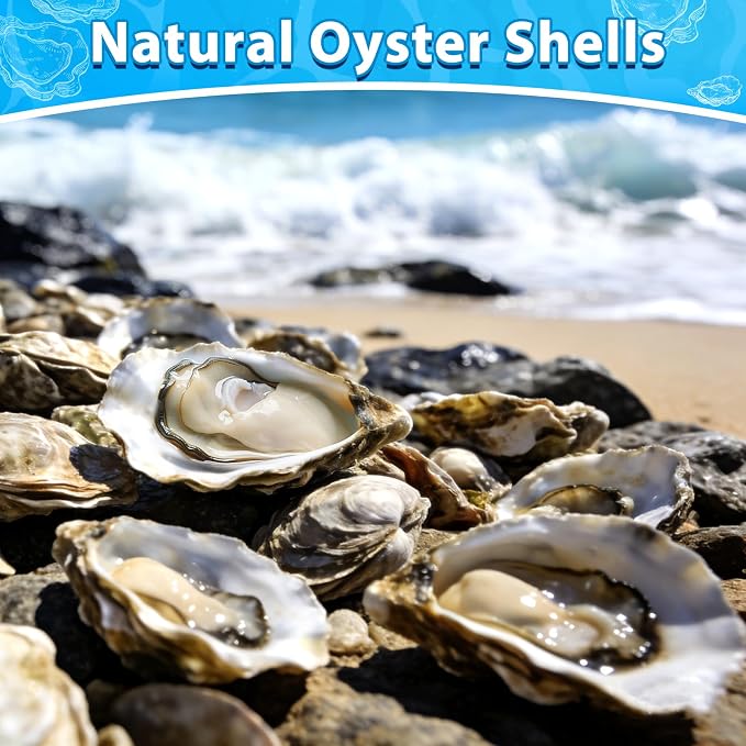 30Pcs Large Flat Oyster Shells for Crafts, 4-5 Inch Cleaned Natural Oyster - Image 3