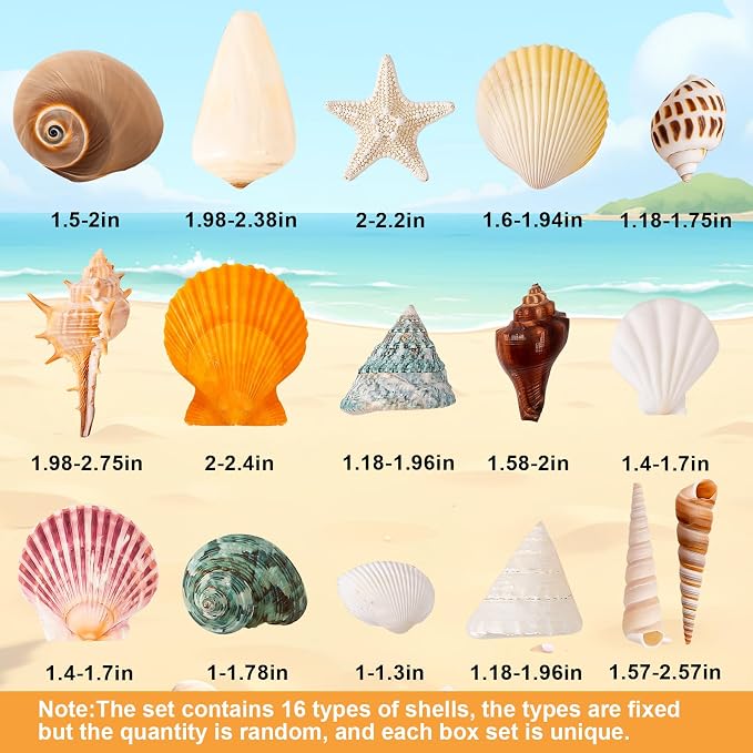 Sea Shell Mixed Ocean Shells Set, 15 Kinds 1.2"-2.7" Various Sizes Natural - Image 3