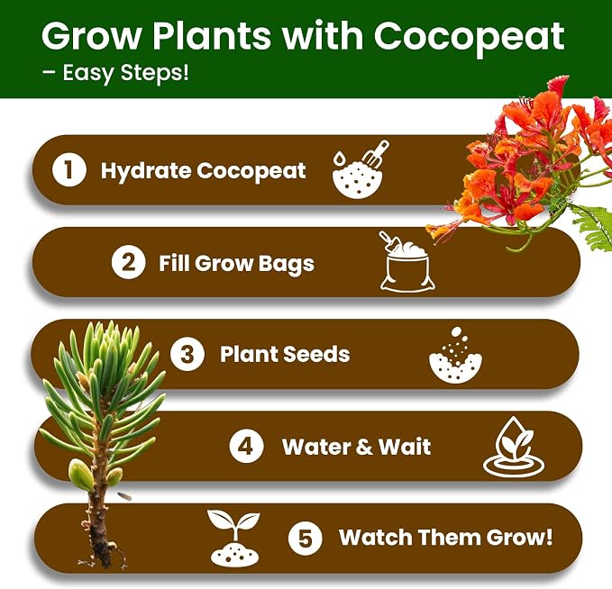 Bonsai Tree Kit for Beginners - Image 4