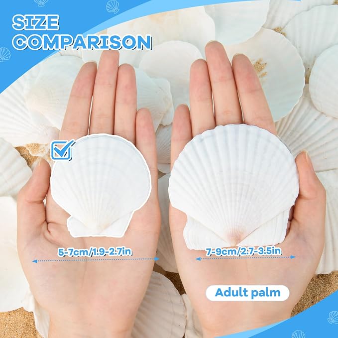 Lucky Baby 25pcs Scallop Shells - Image 2
