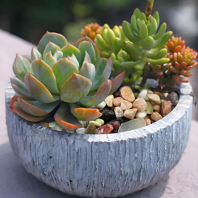 FANTIAN 2 Pounds Pebbles for Plants, 3/8 Inch Succulent Rocks, Decorative - Image 5