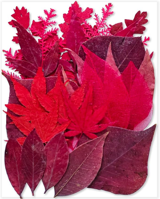 Red Dried Pressed Leaf Leaves, YouthBro 30PCS Real Nature Plant Herbarium Set by YouthBro