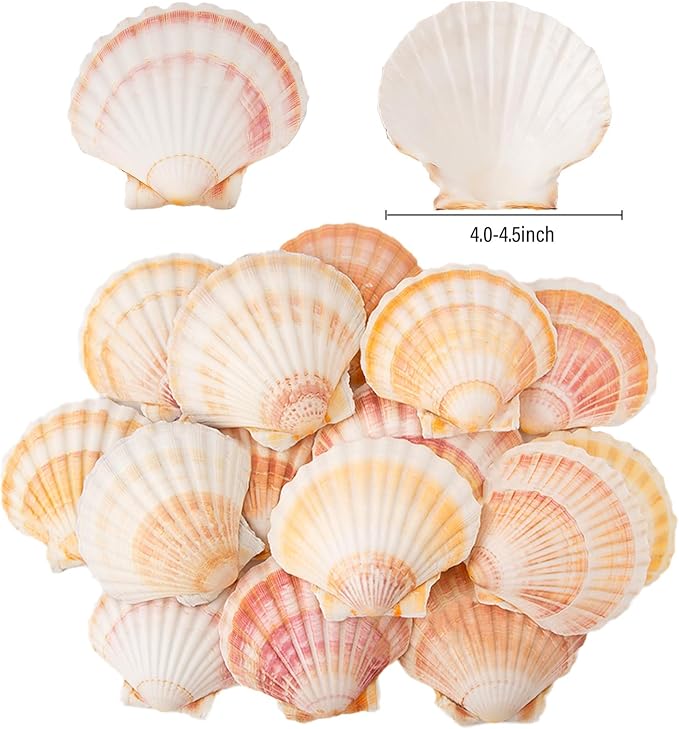 10PCS Scallop Shells 4‘’-4.5" Natural Sea Shells Yellow & Pink Hawaiian Scallop - Image 2