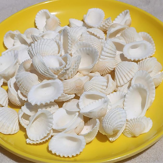 SINKOO Bulk Natural White Small Seashell Clam Super Shells Assortment - Image 3