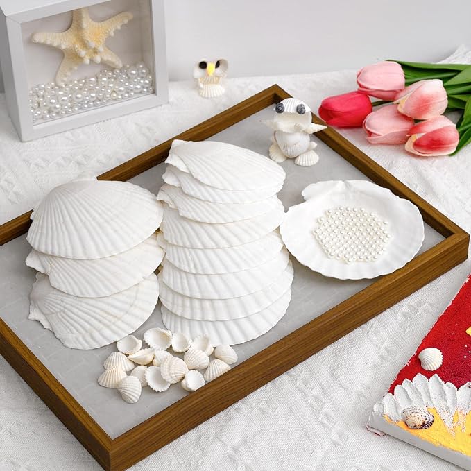 JSPYFITS 12PCS Large Natural Scallop Shells, DIY Painting, Baking and Beach - Image 3