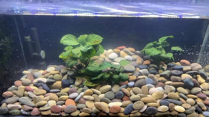 FANTIAN 10 lbs River Rocks, 1-2 Inch Natural Pebbles - Image 9