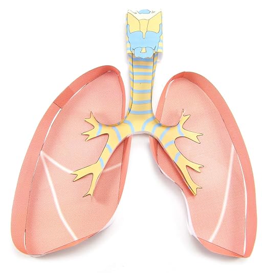 NewPath Learning Lungs 3-D Paper Model Making Kit, Set/5 Full-Color, Paper by NewPathLearning