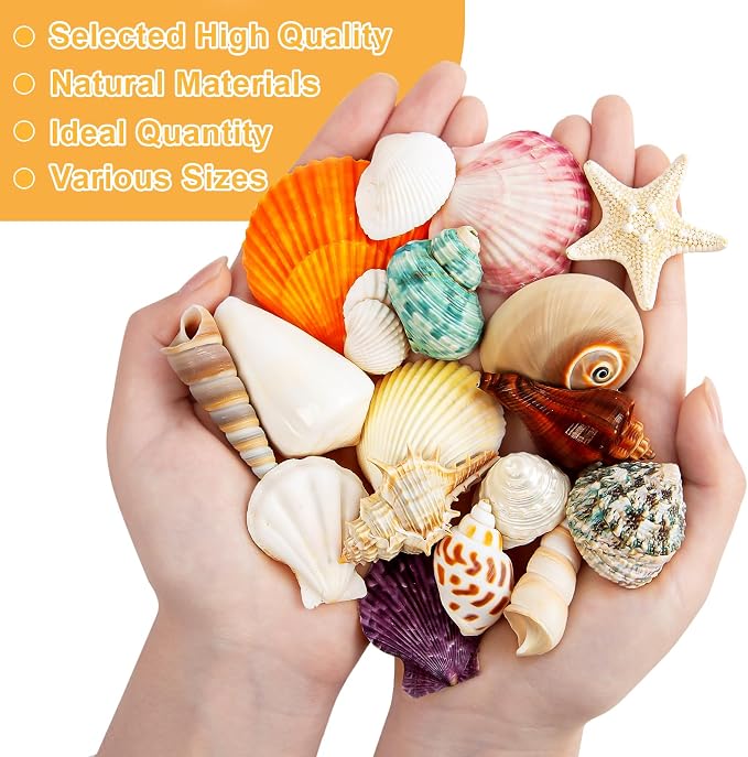 Sea Shell Mixed Ocean Shells Set, 15 Kinds 1.2"-2.7" Various Sizes Natural - Image 5