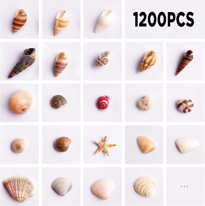 1200 PCS Tiny Sea Shells &10 Small Starfish - Image 2