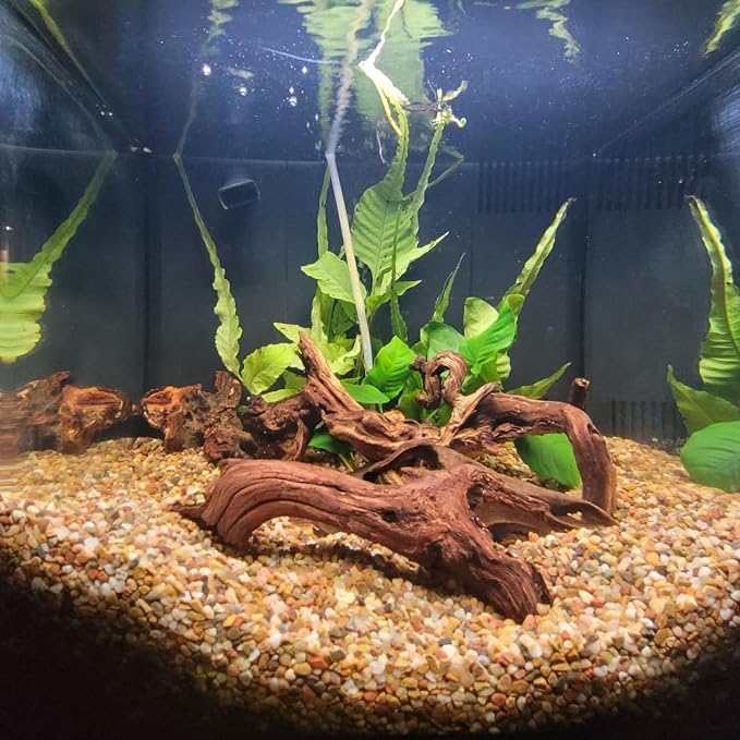 2 Pcs Natural Large Driftwood for Aquarium, Aquarium Driftwood Freshwater 12-16 - Image 5