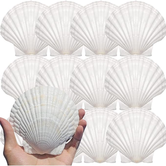 12PCS Large Natural Scallop Shells 4''-5'' White Sea Shells by Unknown