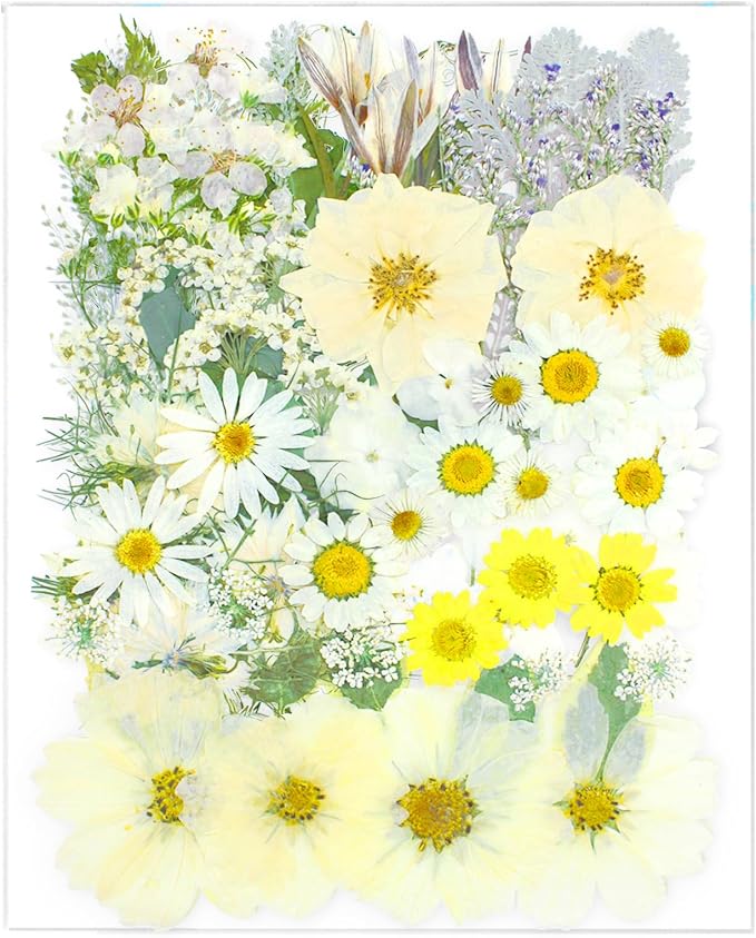 84 Pcs White Dried Pressed Flowers by SUAUKEYDRIEDFLOWERS