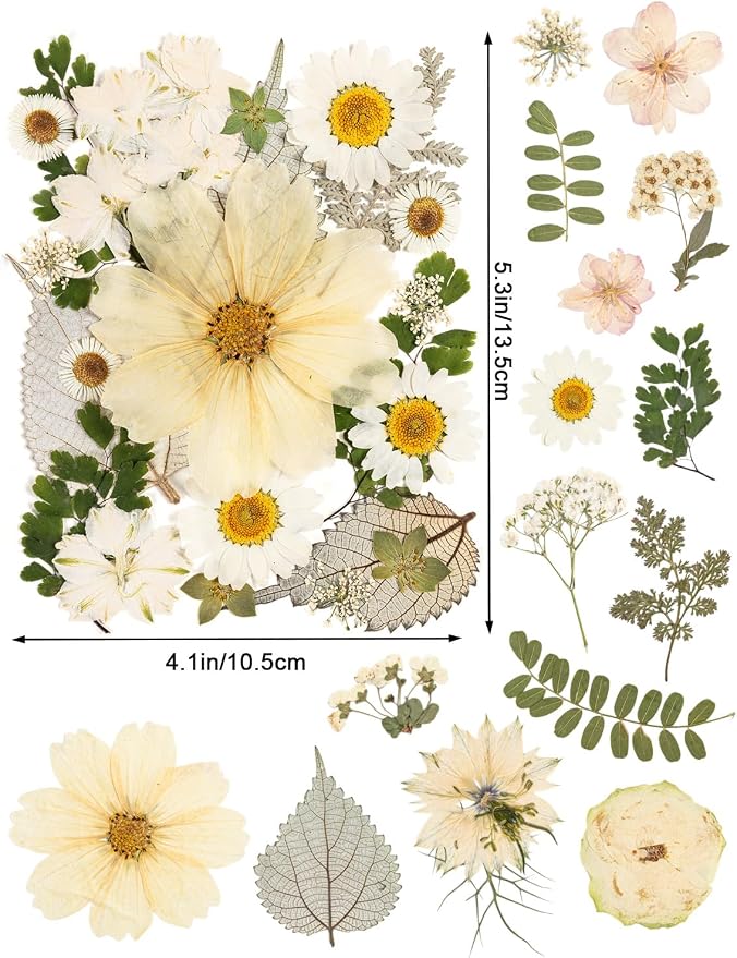 100pcs White and Light Yellow Dried Pressed Flowers Bulk, Natural Fall Pressed - Image 2