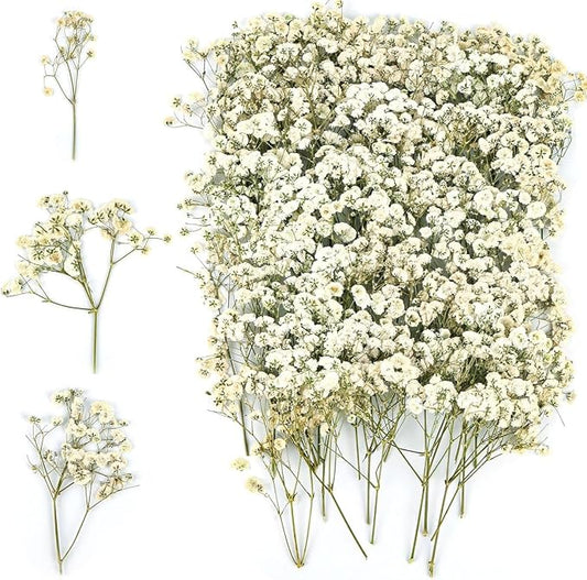 White Babys Breath Dried Pressed Flowers by Unknown