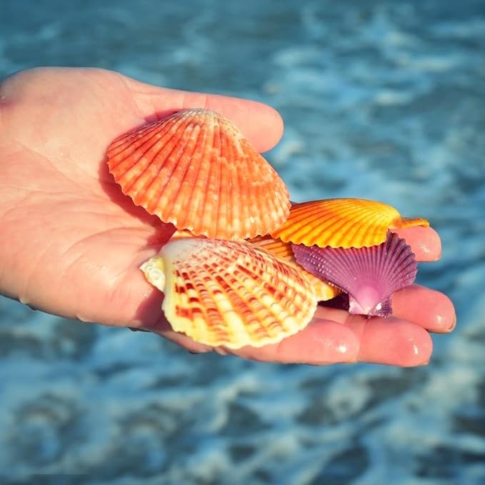 30 PCS+ Scallop Shells Natural Seashell, 1.5"-2.5" Colorful Scallop Shells - Image 6