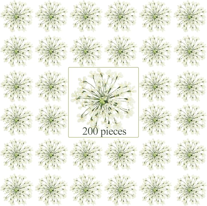 200 Pcs Pressed Dried Flowers for Resin Art Ammi Majus Natural Pressed Dried by Fabbay