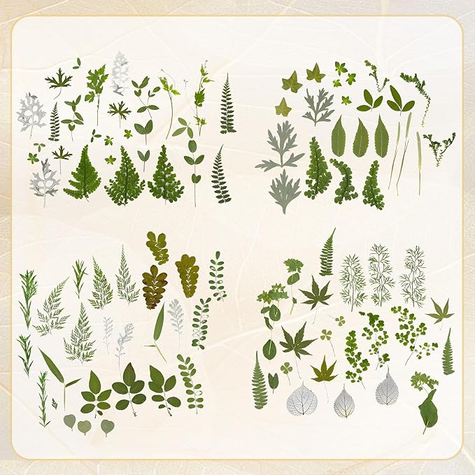 Augshy Pressed Dried Leaves Flowers, Scrapbooking - Image 5
