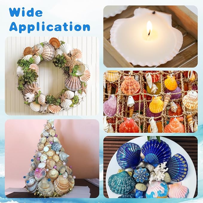 25PCS Natural Scallop Shells White Sea Shells from Sea Beach, Real Seashells - Image 6