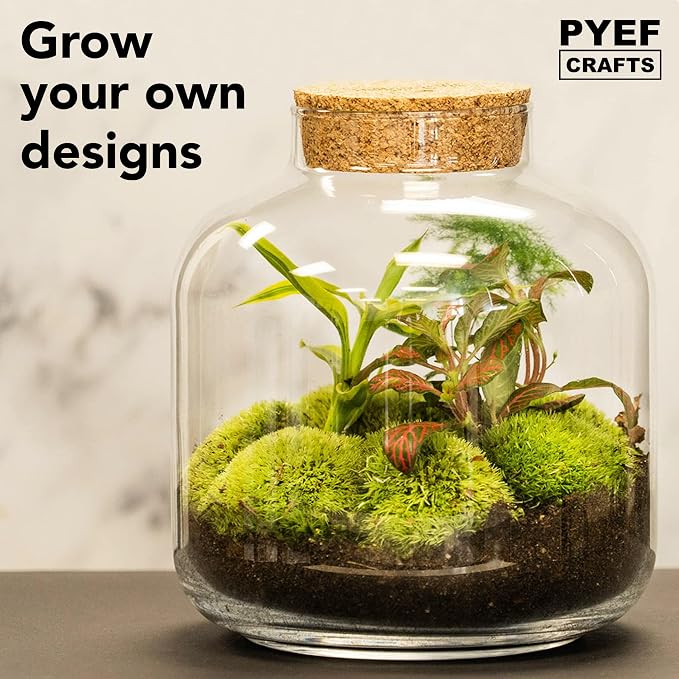 Terrarium Kit, Succulents & Indoor Plants Set DIY | Starter Pack - Image 8