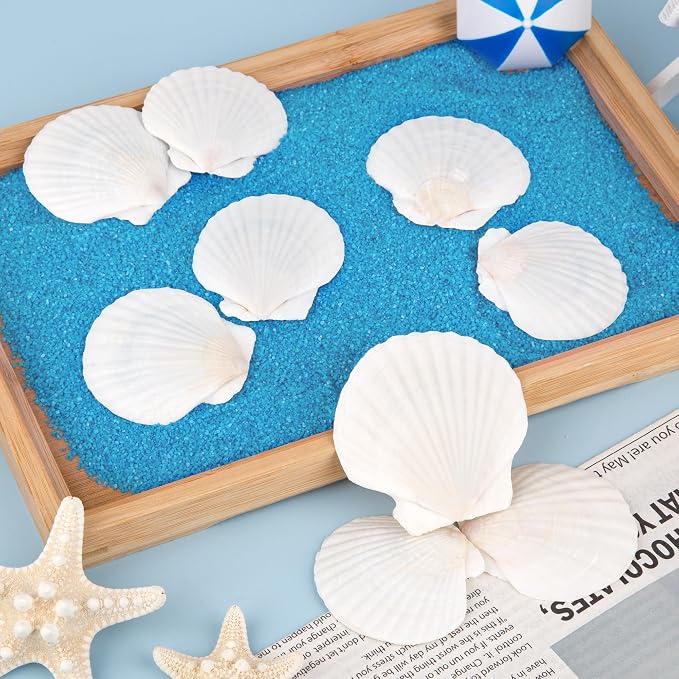 25PCS Natural Scallop Shells White Sea Shells from Sea Beach, Real Seashells - Image 2