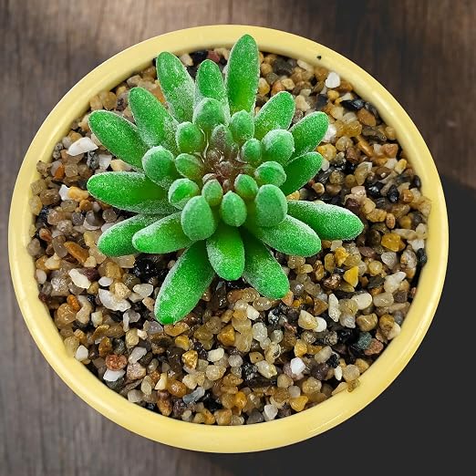 5LB Coarse Sand, Colored Rocks Pebbles, Quartz Sand - Image 7