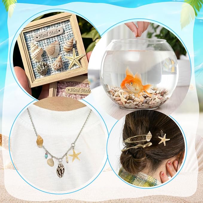25 Types Small Sea Shells for Crafts - Image 5