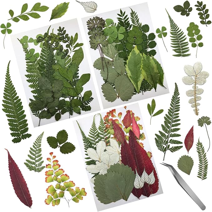 63 Pcs Real Dried Pressed Leaves Natural Dried Leaf by Cinvo