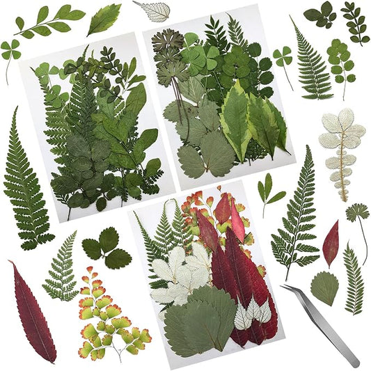 63 Pcs Real Dried Pressed Leaves Natural Dried Leaf by Cinvo
