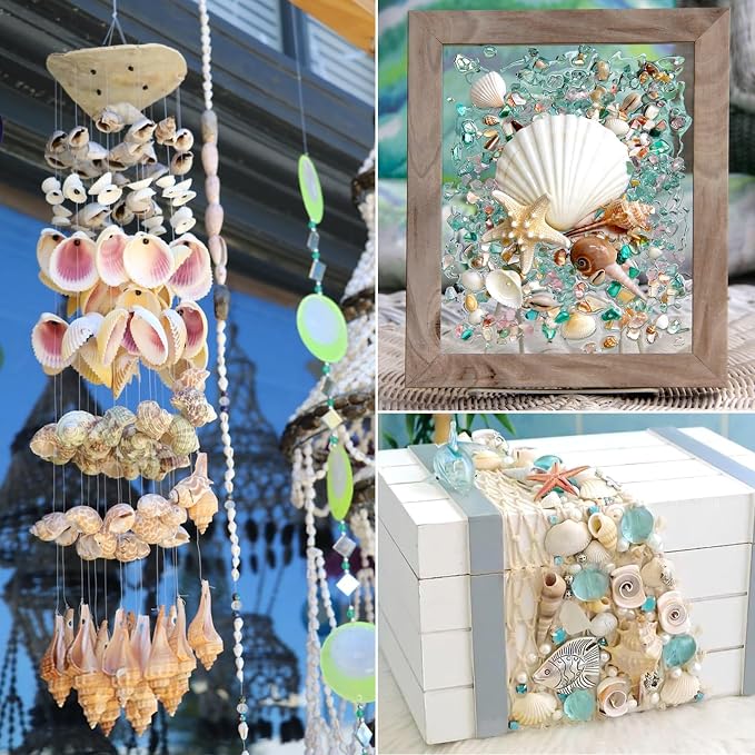 Natural Sea Shell Mixed Ocean Shells Set - Image 5